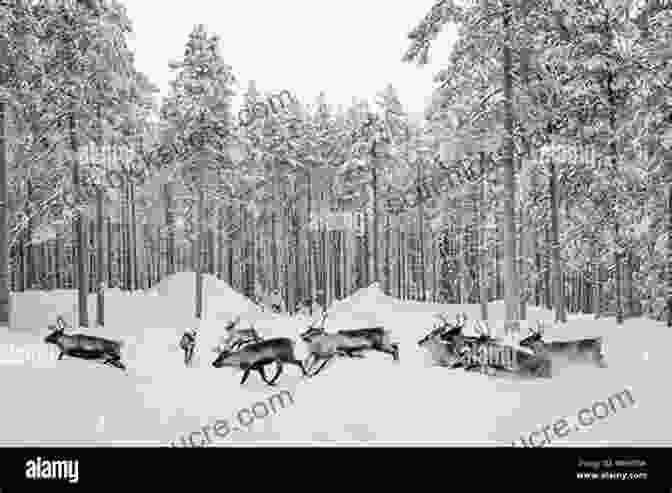 Reindeer Running Through A Snowy Forest Riding With Reindeer A Bicycle Odyssey Through Finland Lapland And Arctic Norway