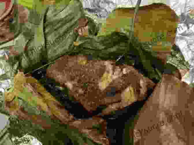 Tender And Smoky Kalua Pig, Wrapped In Banana Leaves, Embodying The Traditional Flavors Of Hawaiian Luaus. Easy Tropical Cooking: Delicious Caribbean Island And Hawaiian Recipes